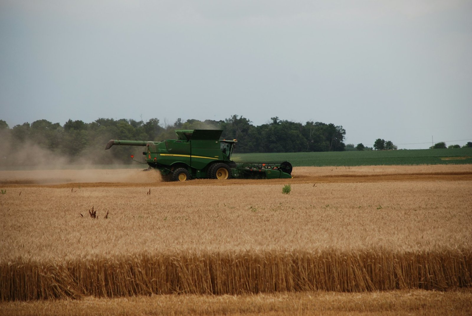 Wheat harvest in progress in a field